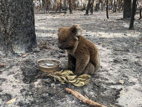 受伤的考拉在南澳石灰岩海岸的 Lucindale 区发生毁灭性大火后喝一杯。